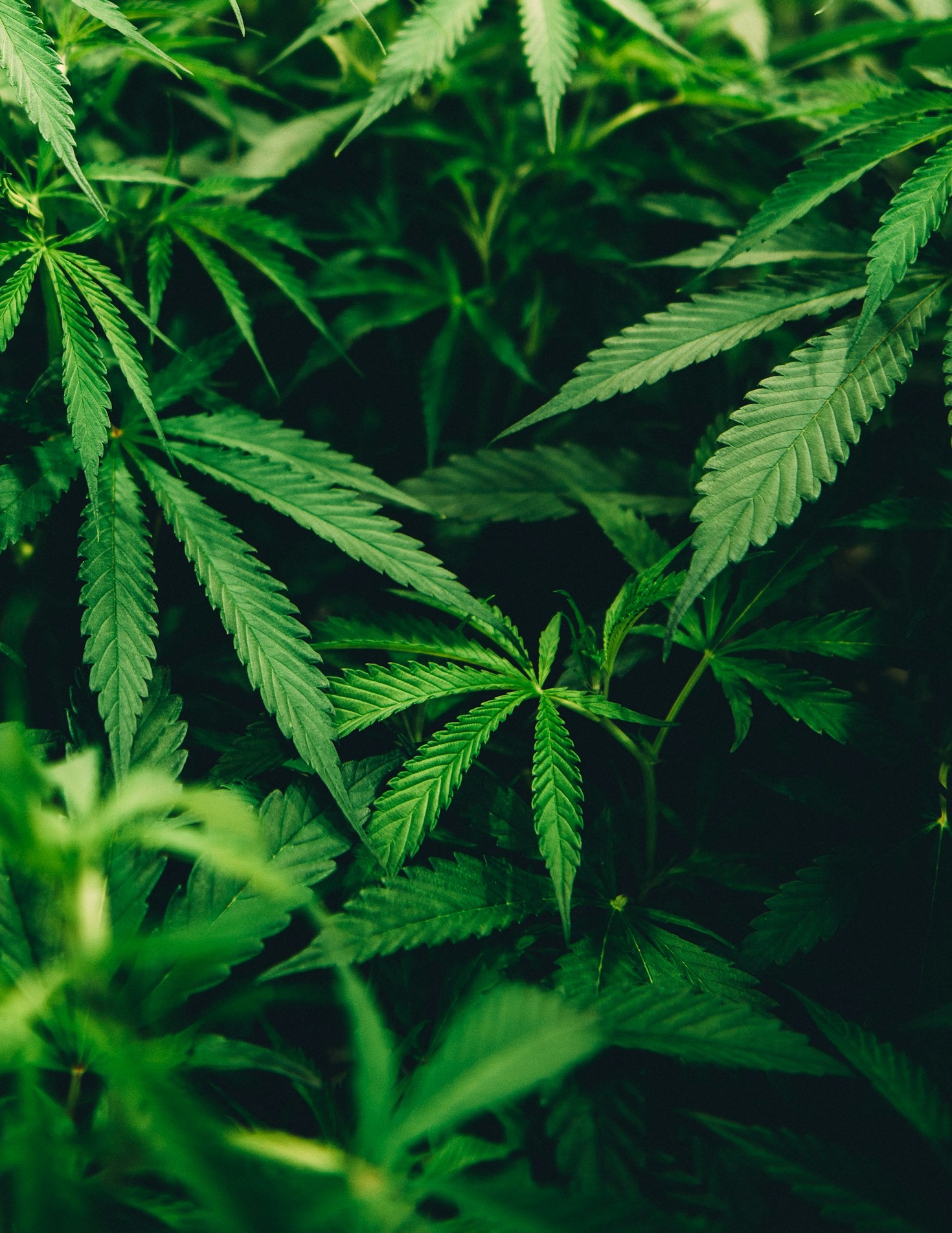 How to Roll the Perfect Joint: Tips from Mr. Styles