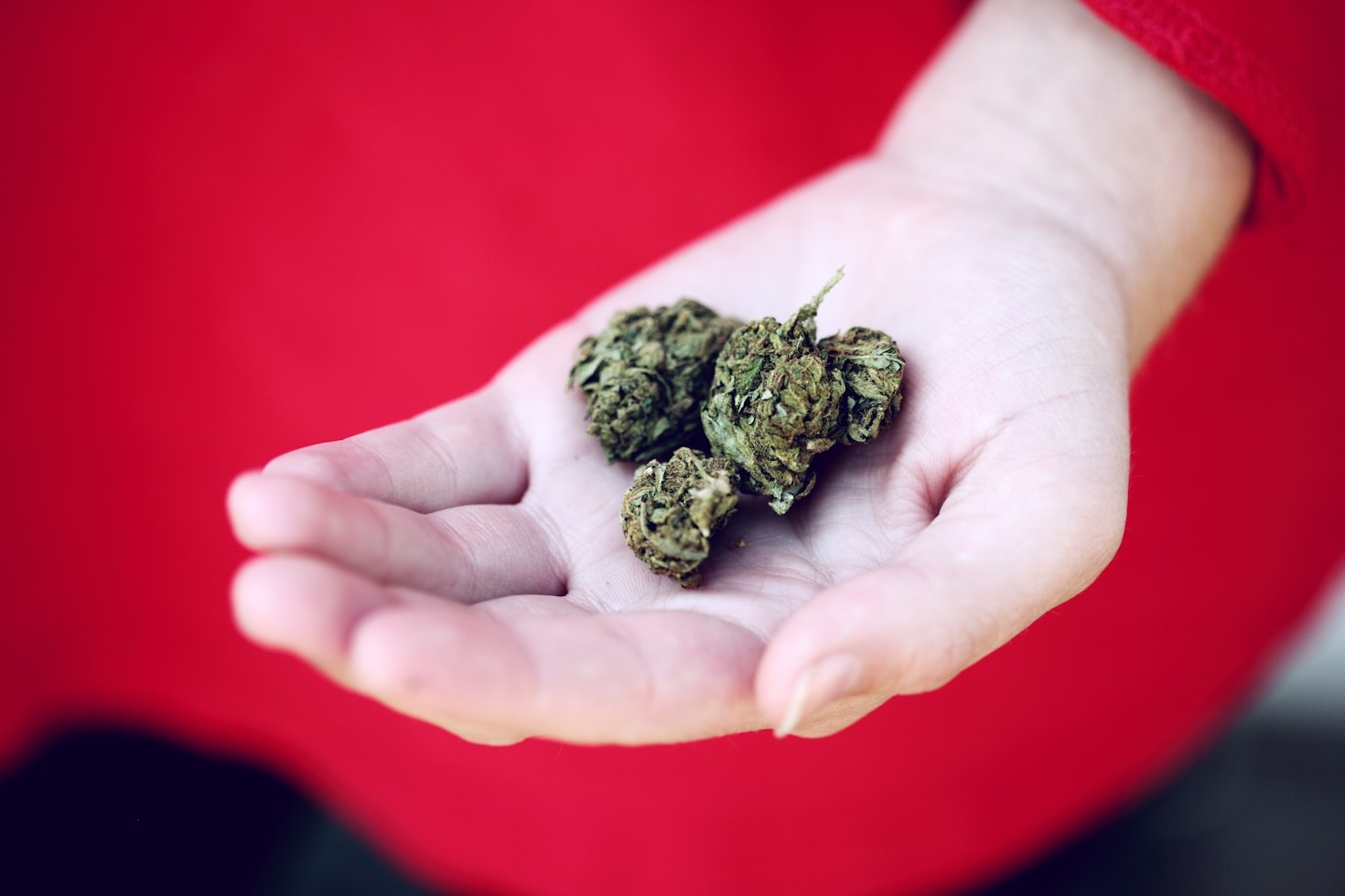 Cannabis News Highlights: What’s Happening Now