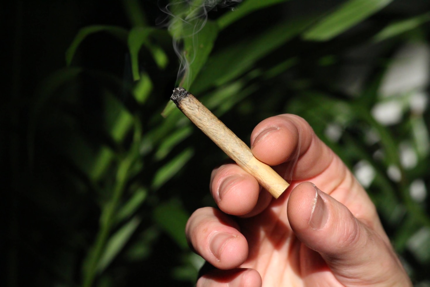 Exploring the History of 420 Celebrations